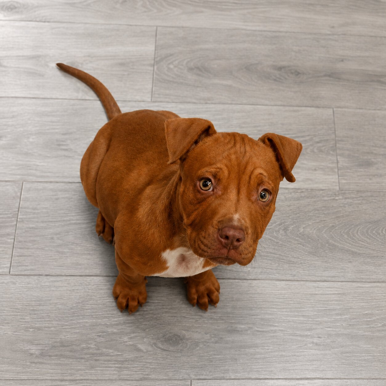 A brown puppy sitting on light gray flooring